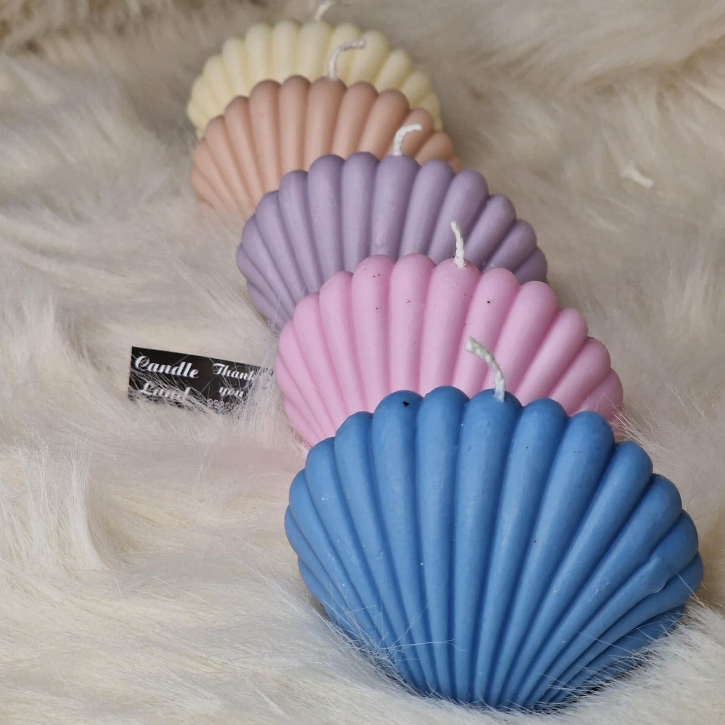 Κοχύλι κεριού