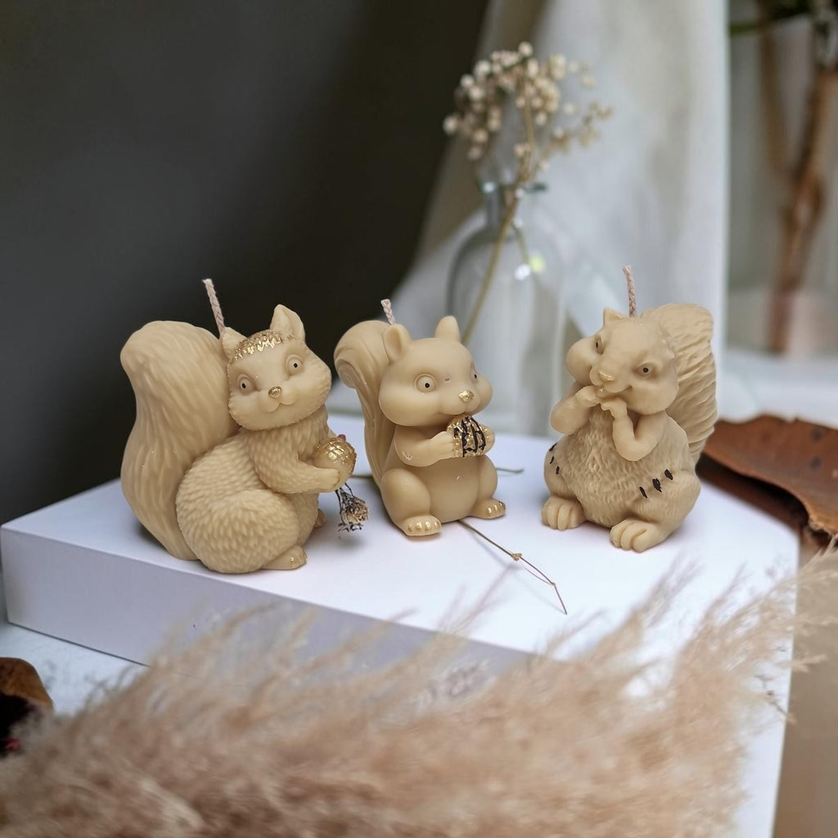 The Squirrel Family