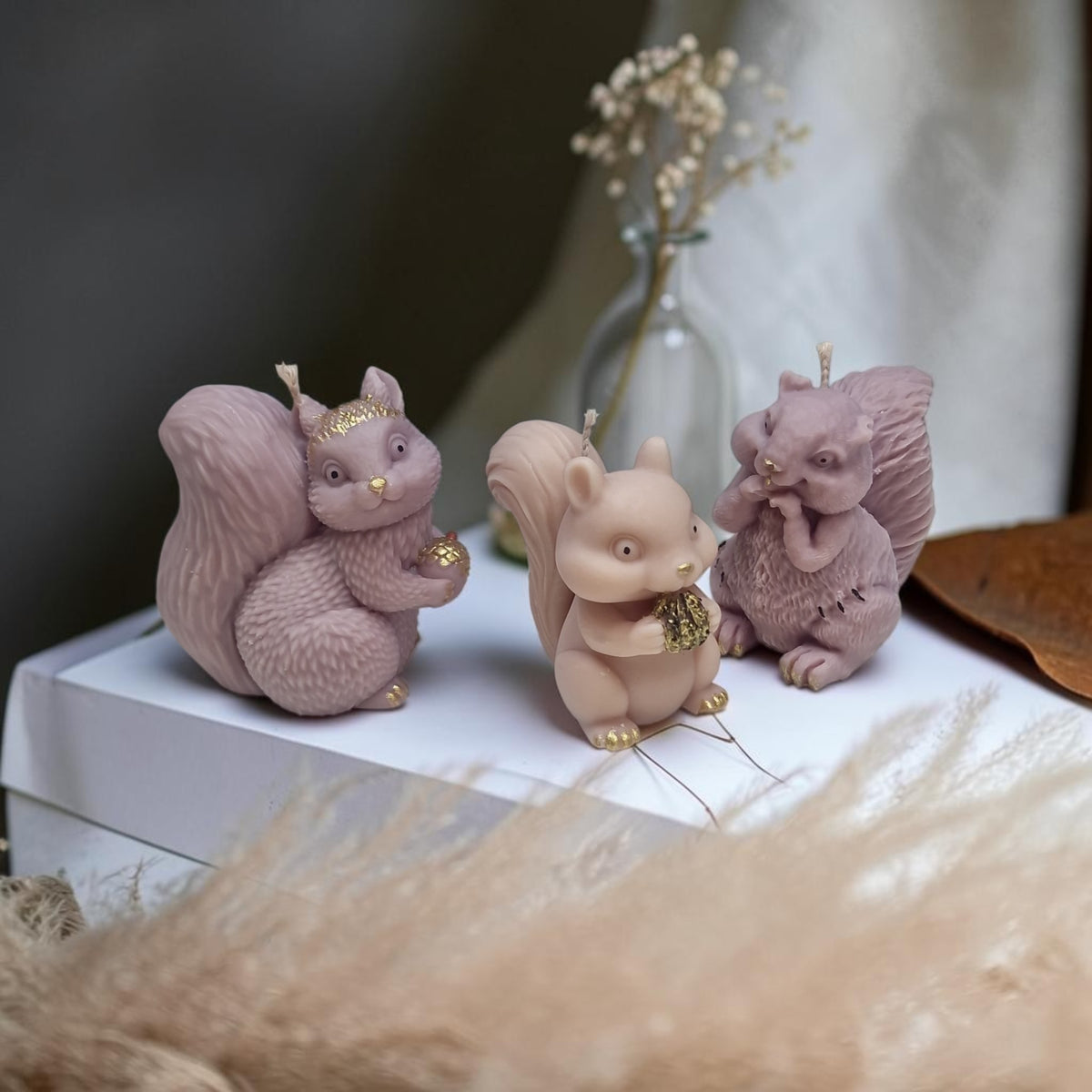 The Squirrel Family